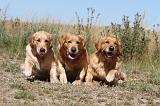 GOLDEN RETRIEVER 090